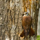 Female American Kestrel 